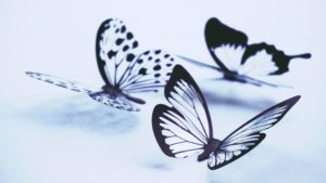 butterfly