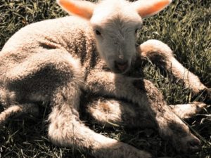 lamb